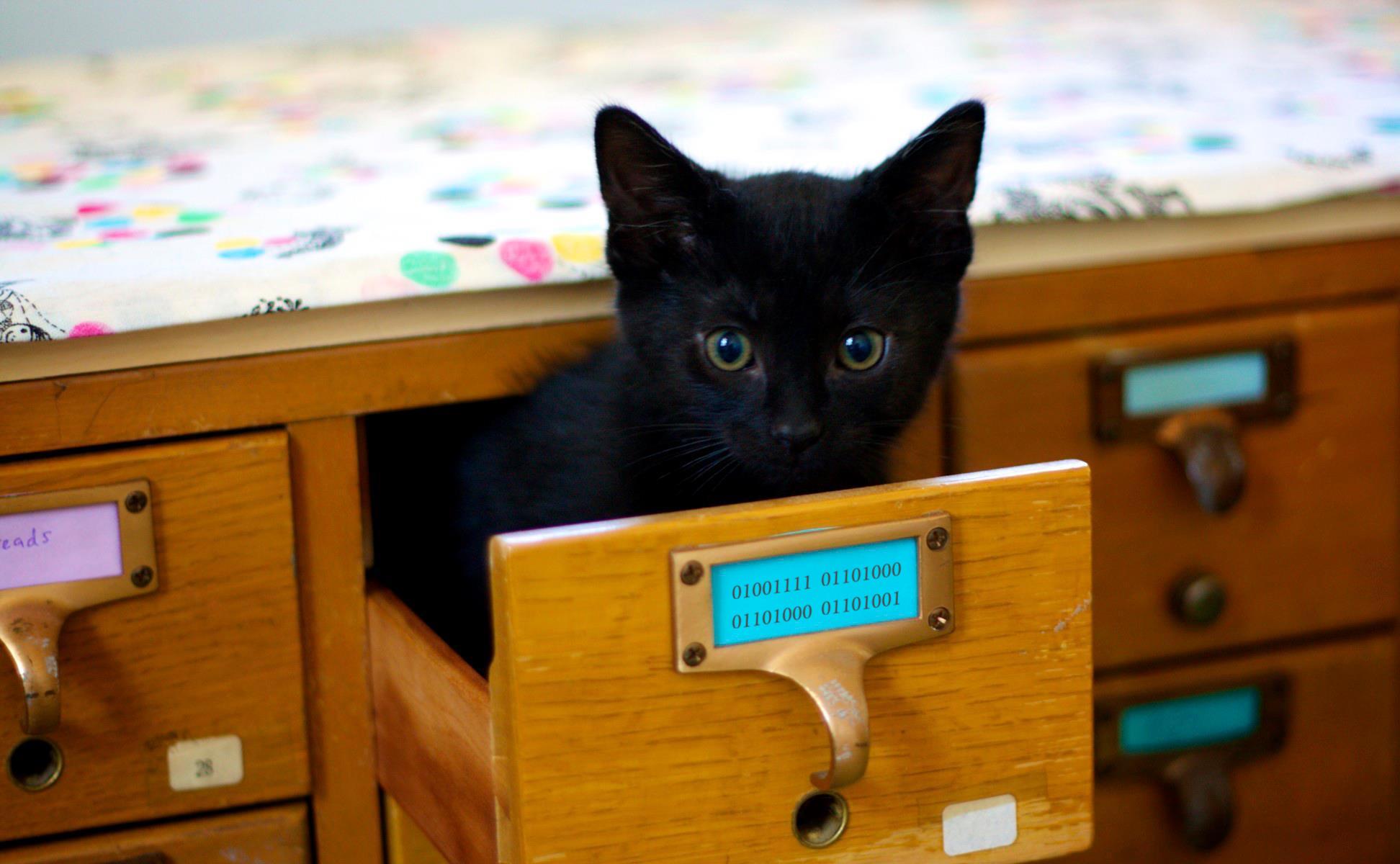 a cat sitting in a card catalog drawer